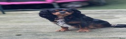 Cavalier King Charles Spaniel dogs for stud: *PROVEN* HEALTH TESTED Black & Tan Cavalier STUD in Oldham - Advert 11