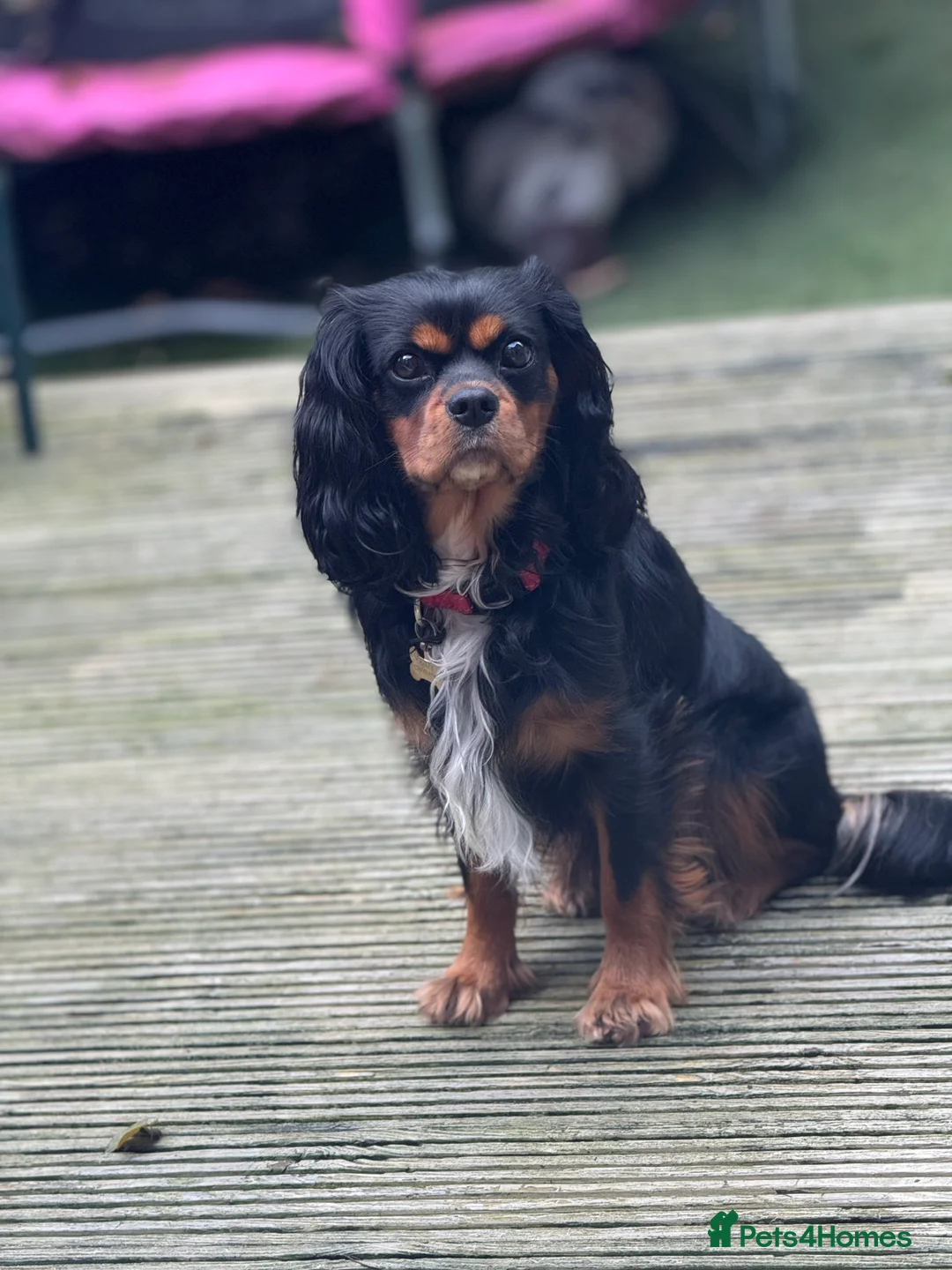 Cavalier King Charles Spaniel dogs for stud: *PROVEN* HEALTH TESTED Black & Tan Cavalier STUD in Oldham - Advert 11