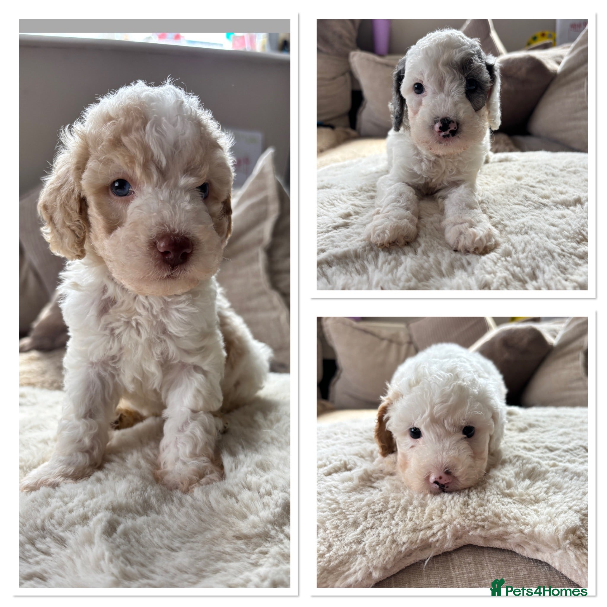 Cavapoo dogs Stunning extensively health tested cavapoo pups - Advert 4