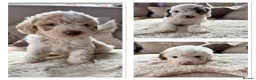 Cavapoo dogs for sale: Ready Now extensively health tested cavapoo - Advert 7