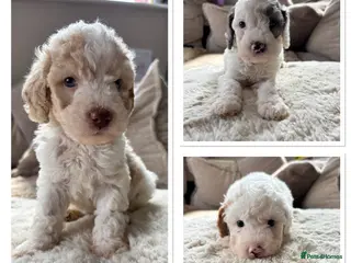 Cavapoo dogs Stunning extensively health tested cavapoo pups - Advert 4