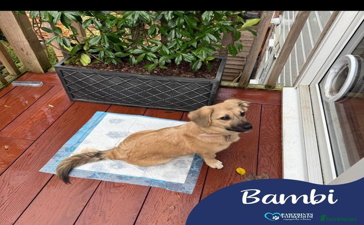 Mixed Breed dogs - Advert 2