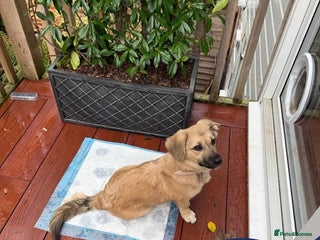 Mixed Breed dogs - Advert 34