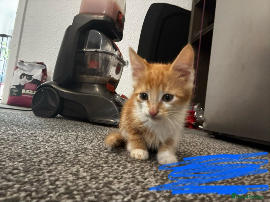 Mixed Breed cats for sale: 9 amazing kittens for rehoming (free) - Image 2