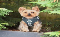 Yorkshire Terrier dogs for sale: 🐾 Miniature Yorkshire Terrier Puppies 🐾 - Image 7