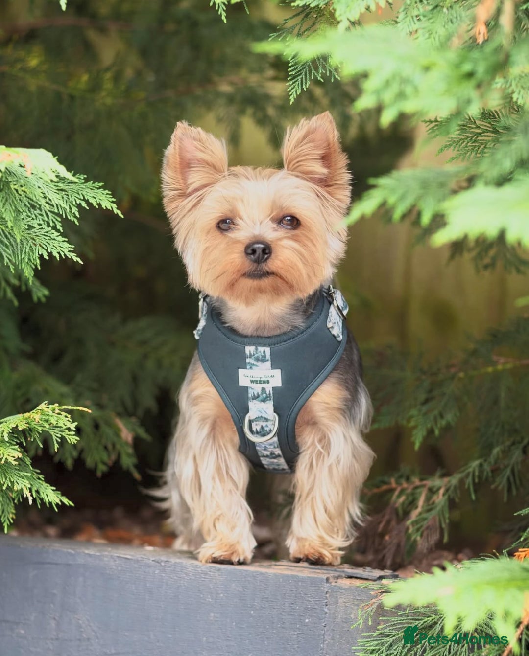 Yorkshire Terrier dogs for sale: 🐾 Miniature Yorkshire Terrier Puppies 🐾 - Image 7