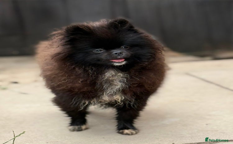 Pomeranian dogs - Advert 3