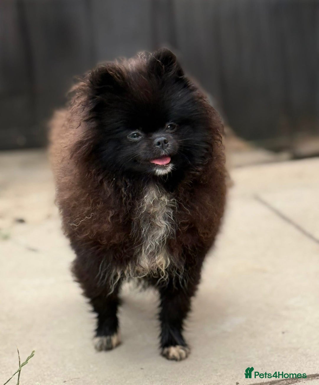 Pomeranian dogs for sale: Black Pomeranian, imported lines (Russian/polish) - Image 1