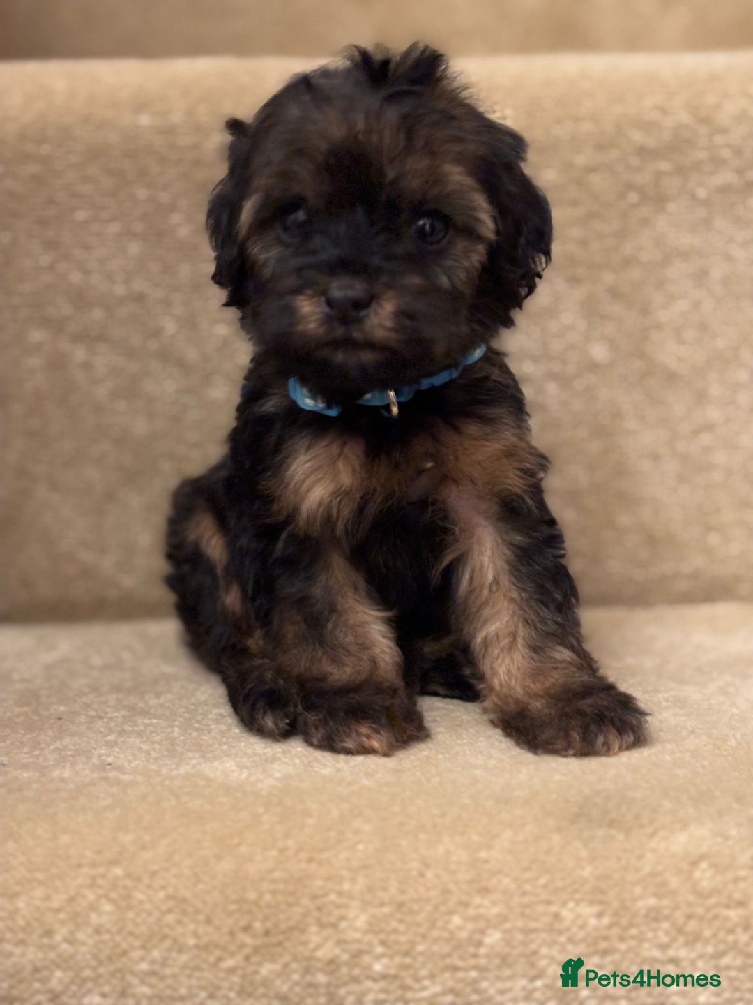 Cavapoo dogs for sale: F1A Cavapoos - Advert 8