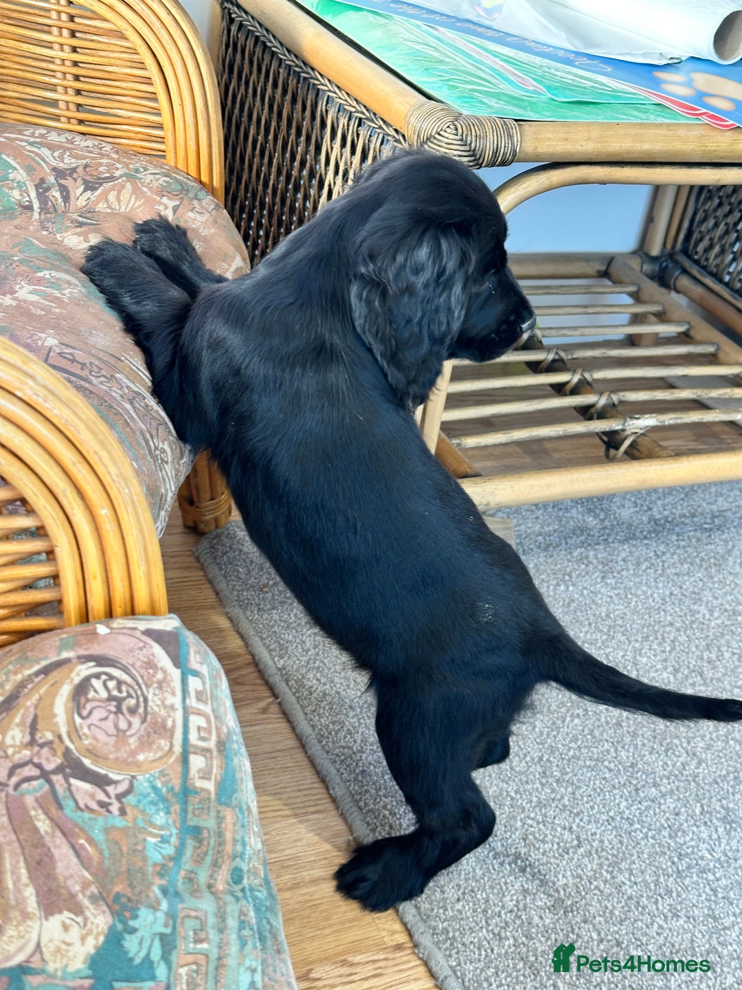 Cocker Spaniel dogs for sale: Beautiful show type boys only - Advert 10