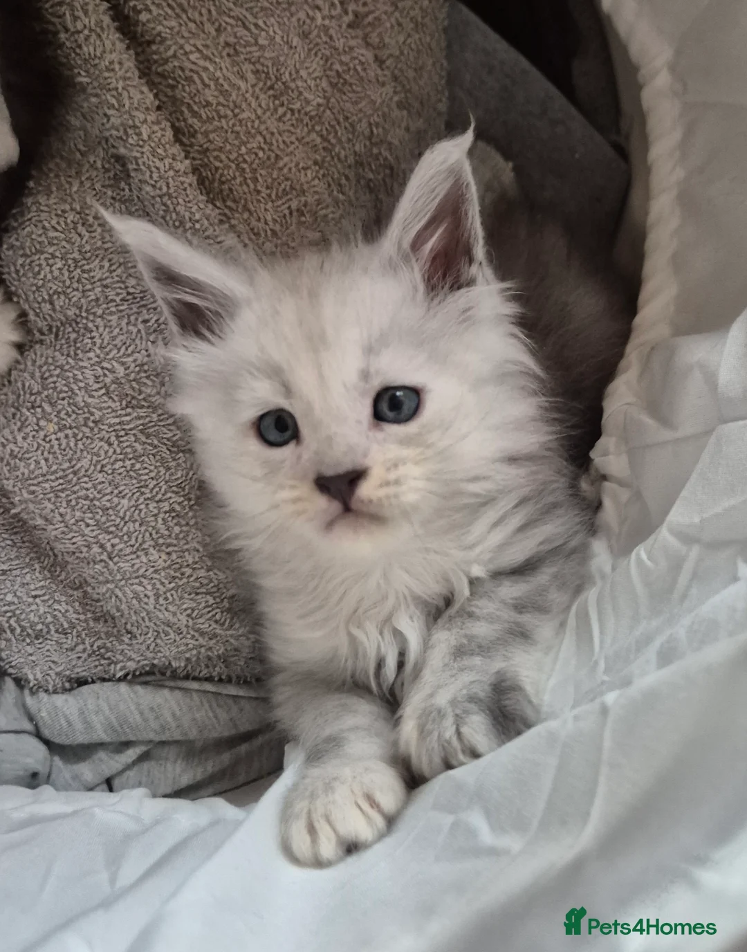 Maine Coon cats for sale: Tica registered Maine Coon kittens - Advert 32