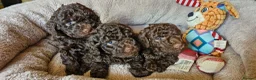 Toy Poodle dogs for sale: KC REG CHOCOLATE TOY POODLE PUPPYS  - Advert 13