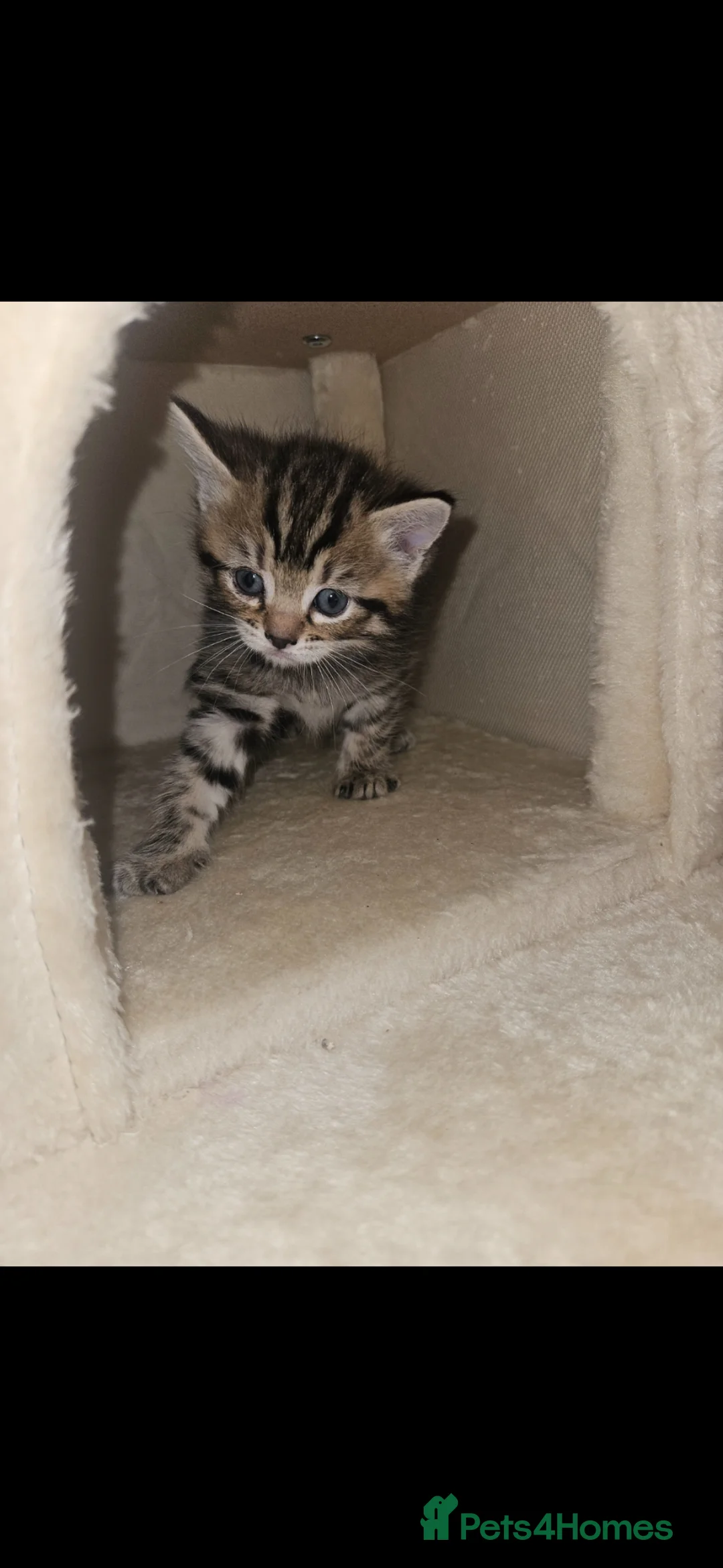 Mixed Breed cats for sale: Ragdoll Tabby Cross - Advert 2