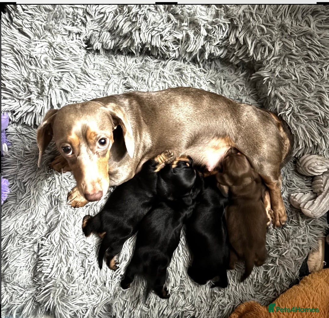 Miniature Dachshund dogs for sale: 🥇KC Registered Miniature Dachshunds Champion Line - Advert 24