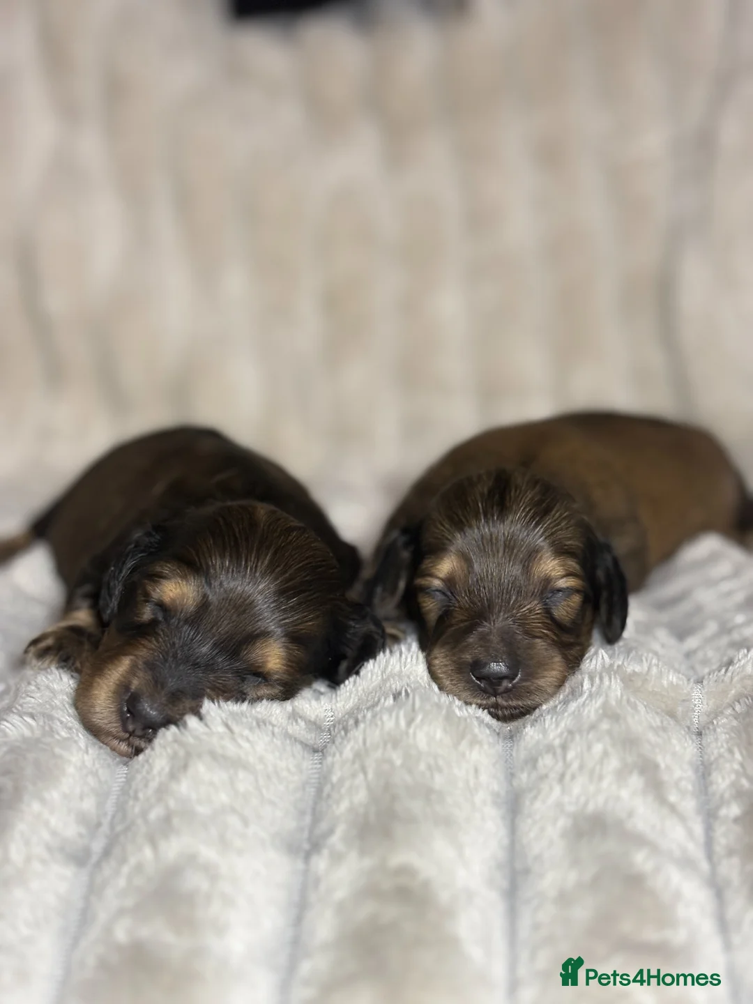 Miniature Dachshund dogs for sale: KC CREAM LONG HAIRED MINIATURE DACHSHUNDS🤍 - Advert 11