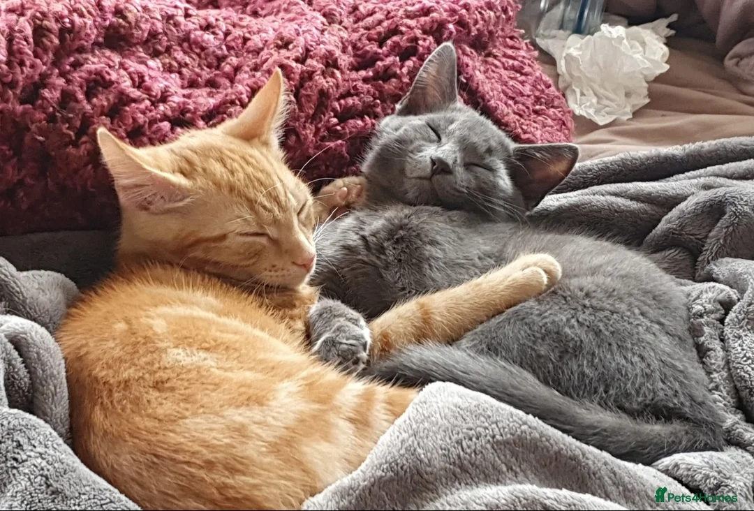 Mixed Breed cats for sale: Rehoming Cats  in Grimsby - Advert 10