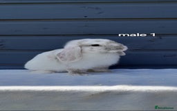 Mini Lop rabbits for sale: Gorgeous mini lop rabbits ready now  - Image 4