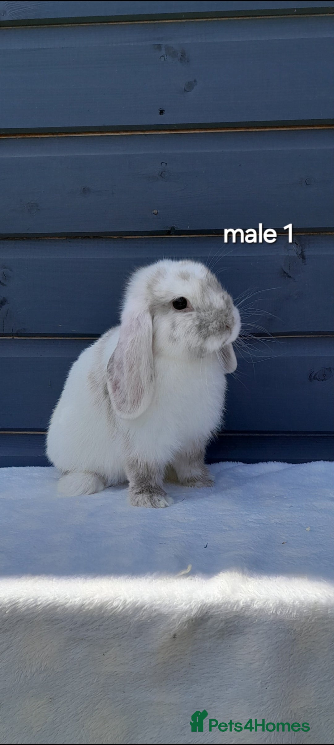 Mini Lop rabbits for sale: Gorgeous mini lop rabbits ready now  - Image 4