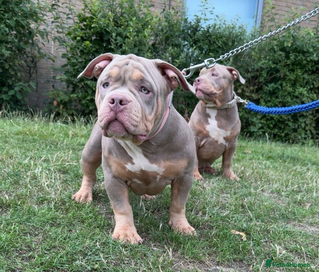 American Bully dogs for sale: Pocket Bully puppies - Lilac Ghost Tri  - Image 3