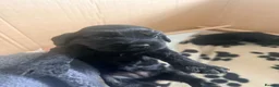 Cockapoo dogs for sale: 5 Beautiful Cockapoo’s - Advert 5