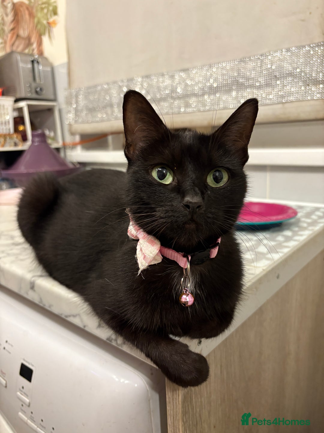 Mixed Breed cats for sale: Kittens  - Image 6