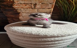 Scottish Fold cats for sale: Adorable Scottish Fold and Straight Kittens  - Image 27