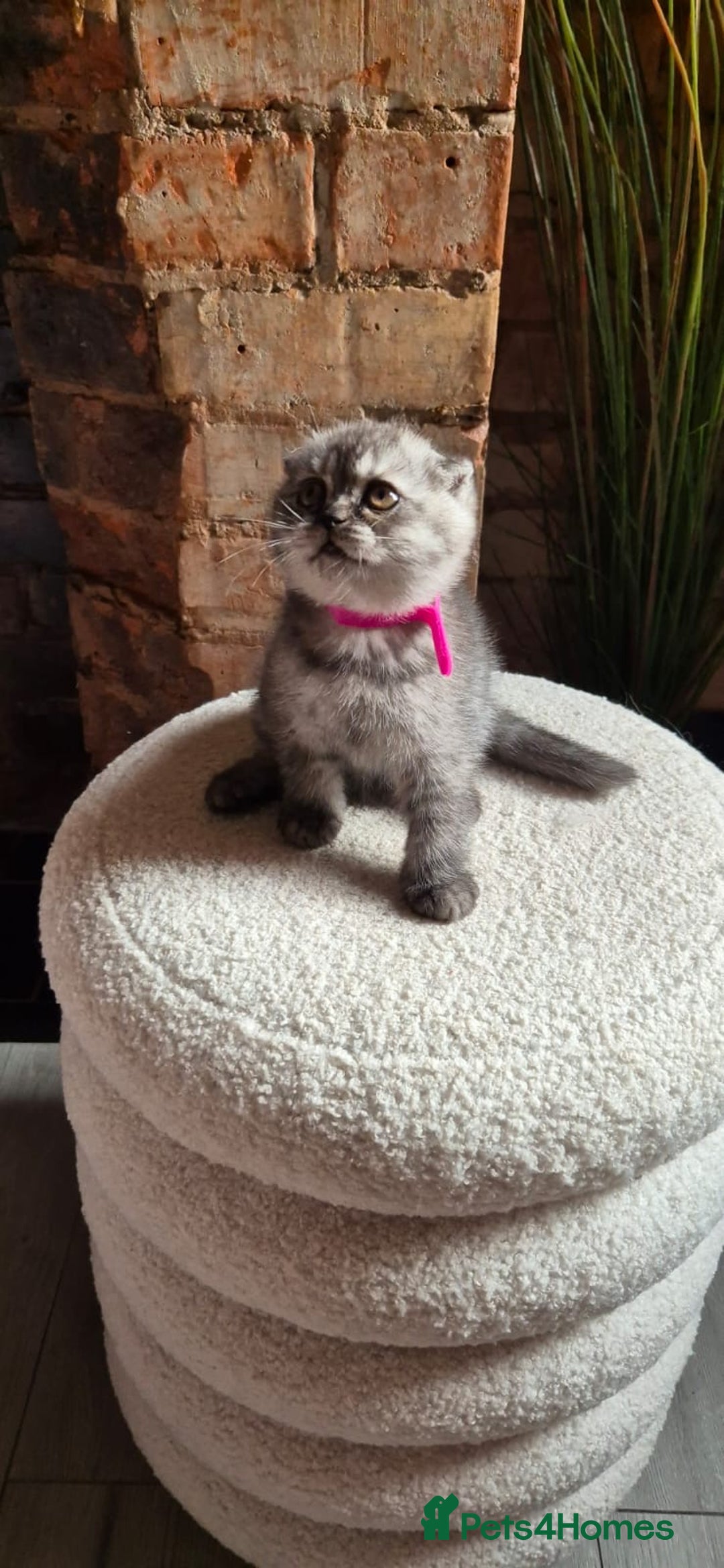 Scottish Fold cats for sale: Adorable Scottish Fold and Straight Kittens  - Image 27