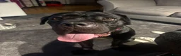 Cane Corso dogs for sale: Mitzy  - Advert 4