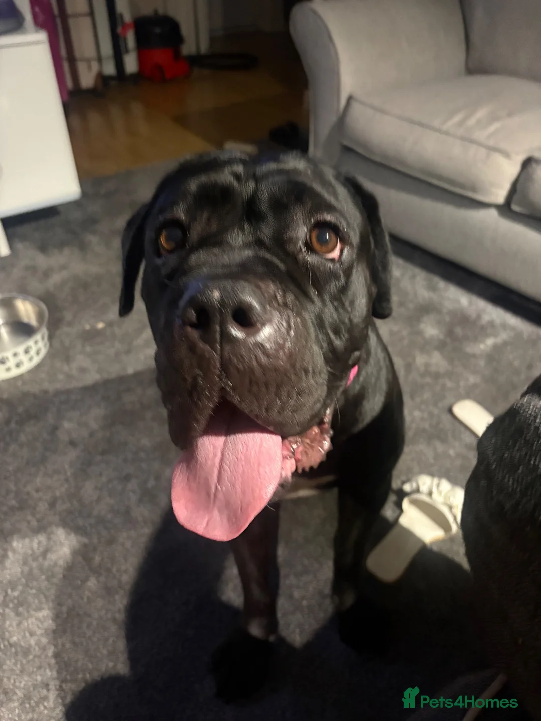 Cane Corso dogs for sale: Mitzy  - Advert 4