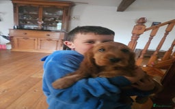 Cocker Spaniel dogs for sale: Cocker Spaniel Puppies - Image 8