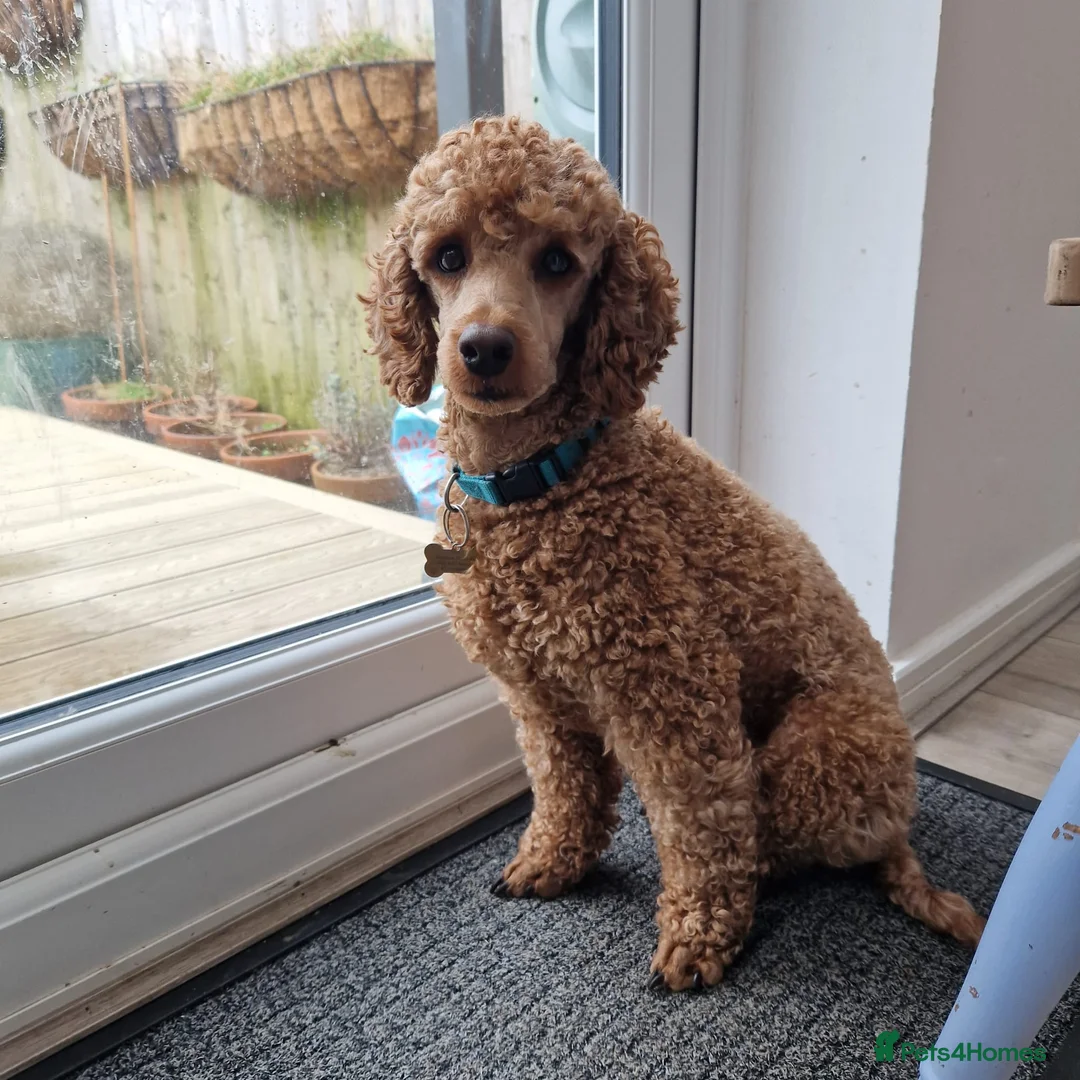 Miniature Poodle dogs for stud: KC DNA tested proven RED miniature poodle stud in Manchester - Advert 11