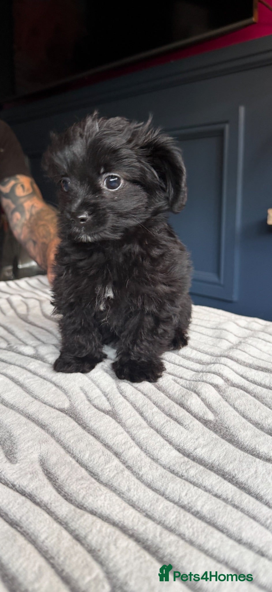 Mixed Breed dogs 2 male yorkiepoos reduced ready now  - Advert 3