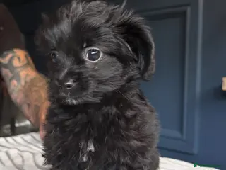 Mixed Breed dogs 2 male yorkiepoos reduced ready now - Advert 3