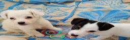 Jack Russell dogs for sale: Jack russell puppies ready now  in Badminton - Advert 9