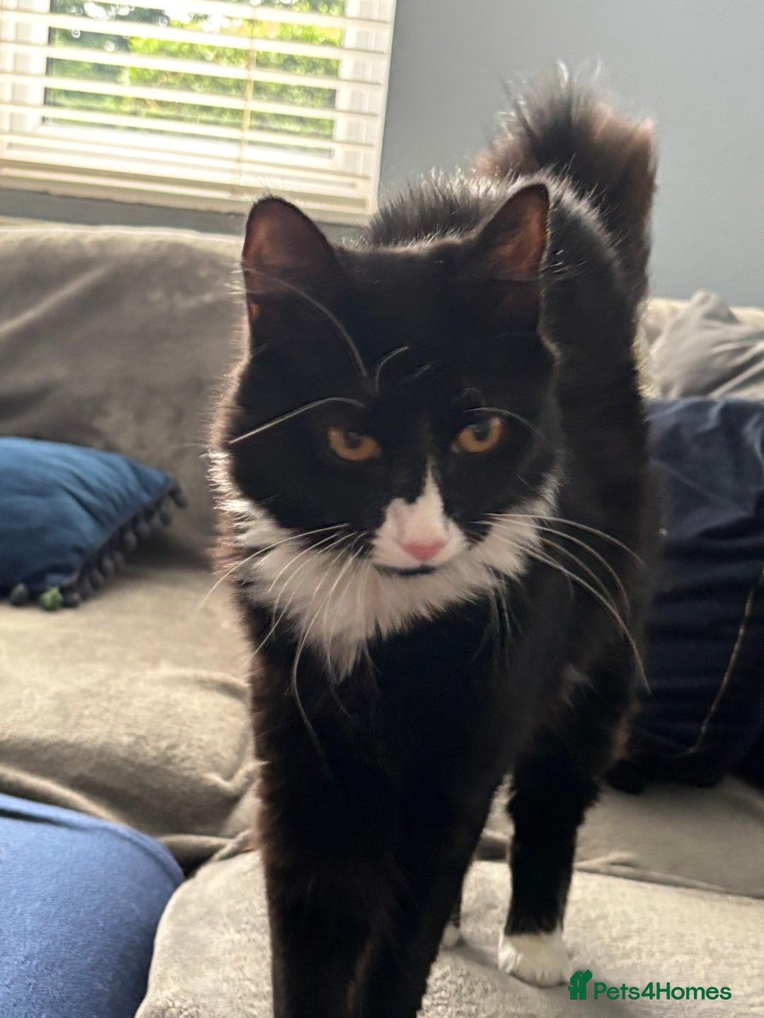 Domestic Shorthair cats for adoption: Bonded Pair  in Romford - Image 10