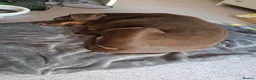 Dobermann dogs for sale: Rehoming Kitty - Advert 3