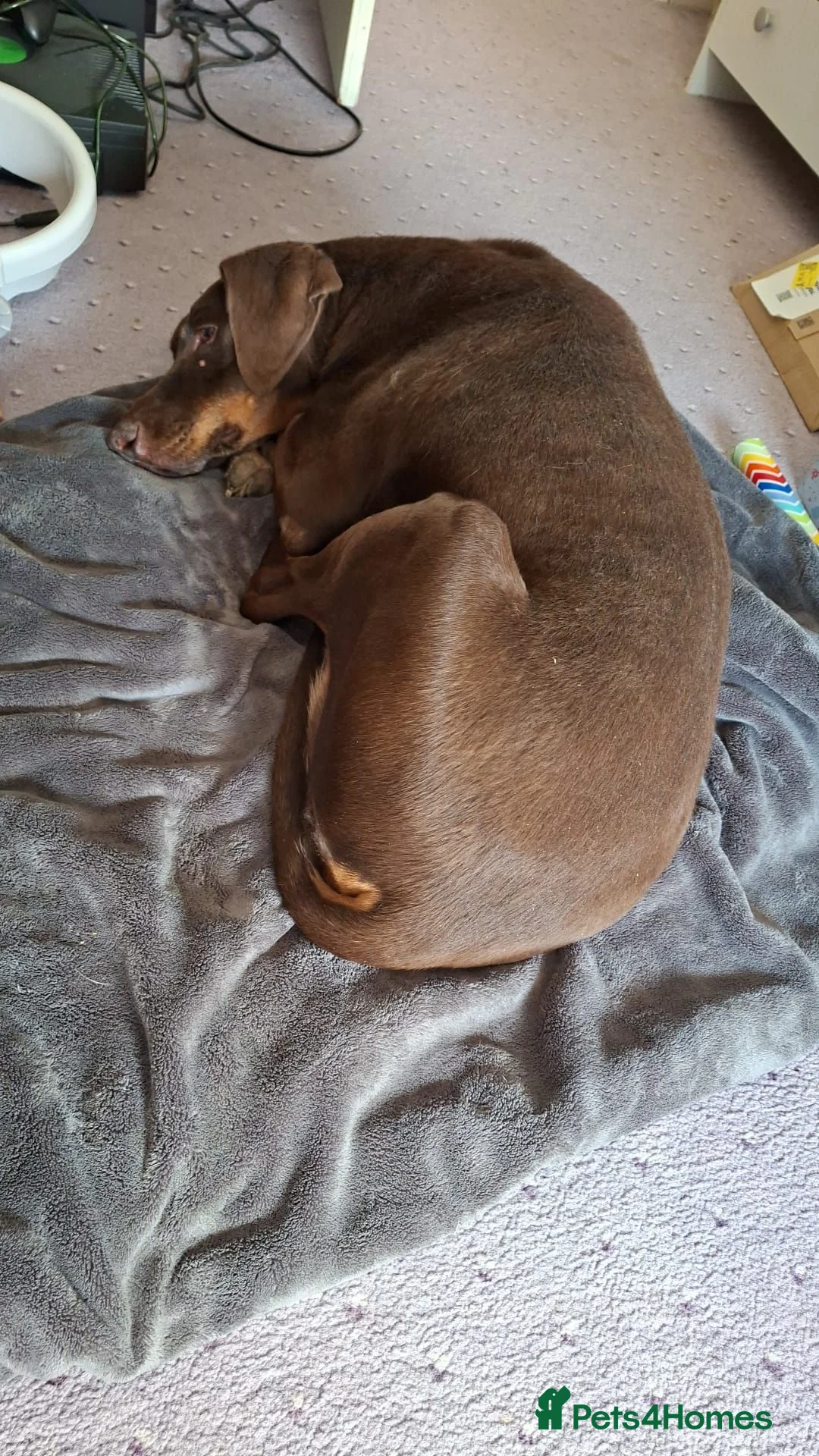 Dobermann dogs for sale: Rehoming Kitty - Advert 3