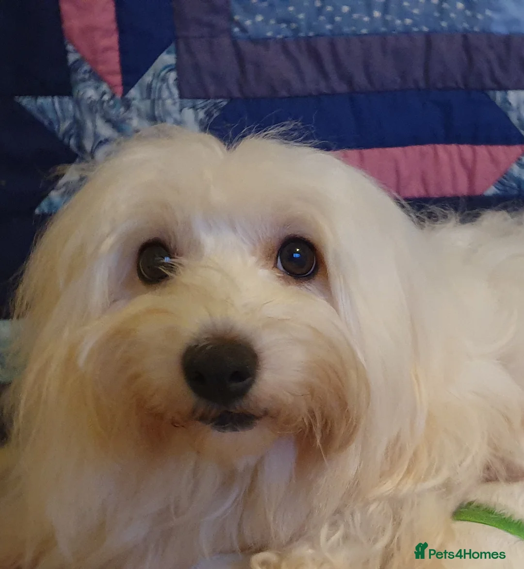 Coton De Tulear dogs for sale: K.C. Reg. Coton de Tulear, health tested parents - Advert 6