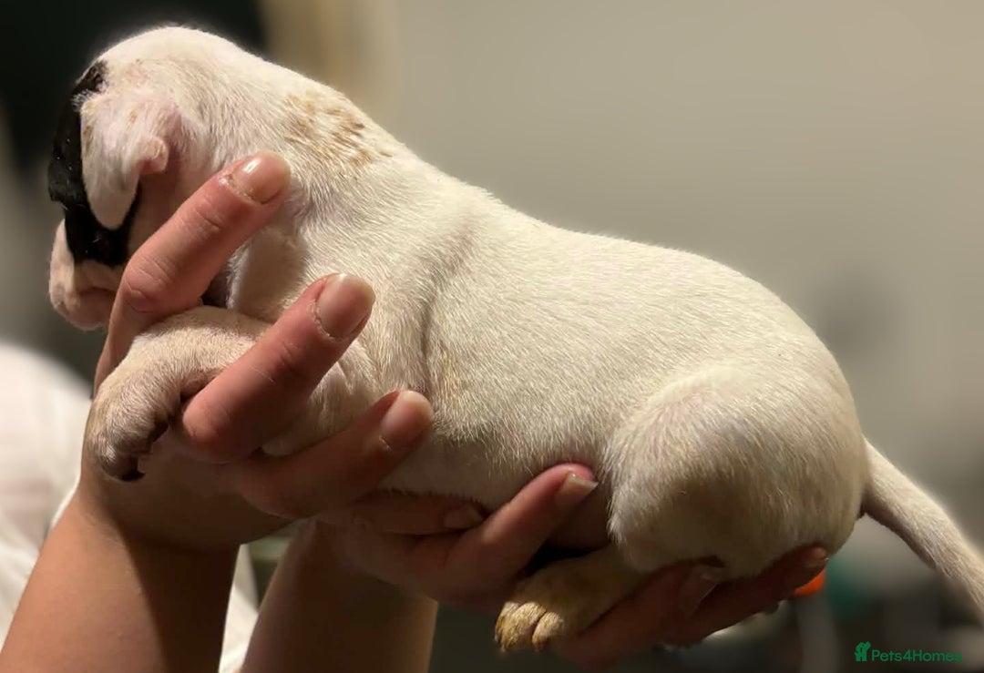 Mixed Breed dogs for sale: Bull cross staffy pups  - Advert 15