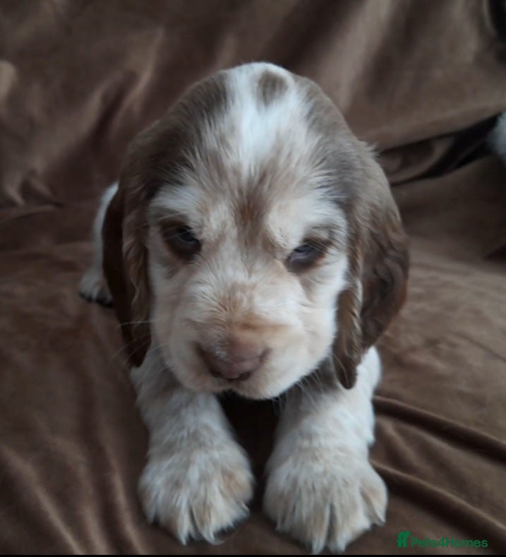 Sprocker dogs Sprocker x Cocker Spaniel - Advert 9