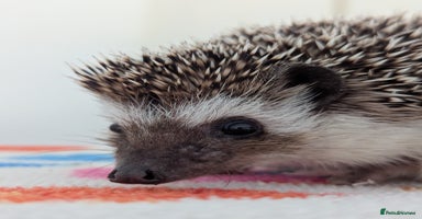 Pygmy Hedgehog rodents - Advert 5