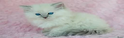 Ragdoll cats for sale: Stunning Ragdolls Available Now. - Advert 6