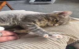 Mixed Breed cats for sale: 1 male grey and twin black girls  - Image 2