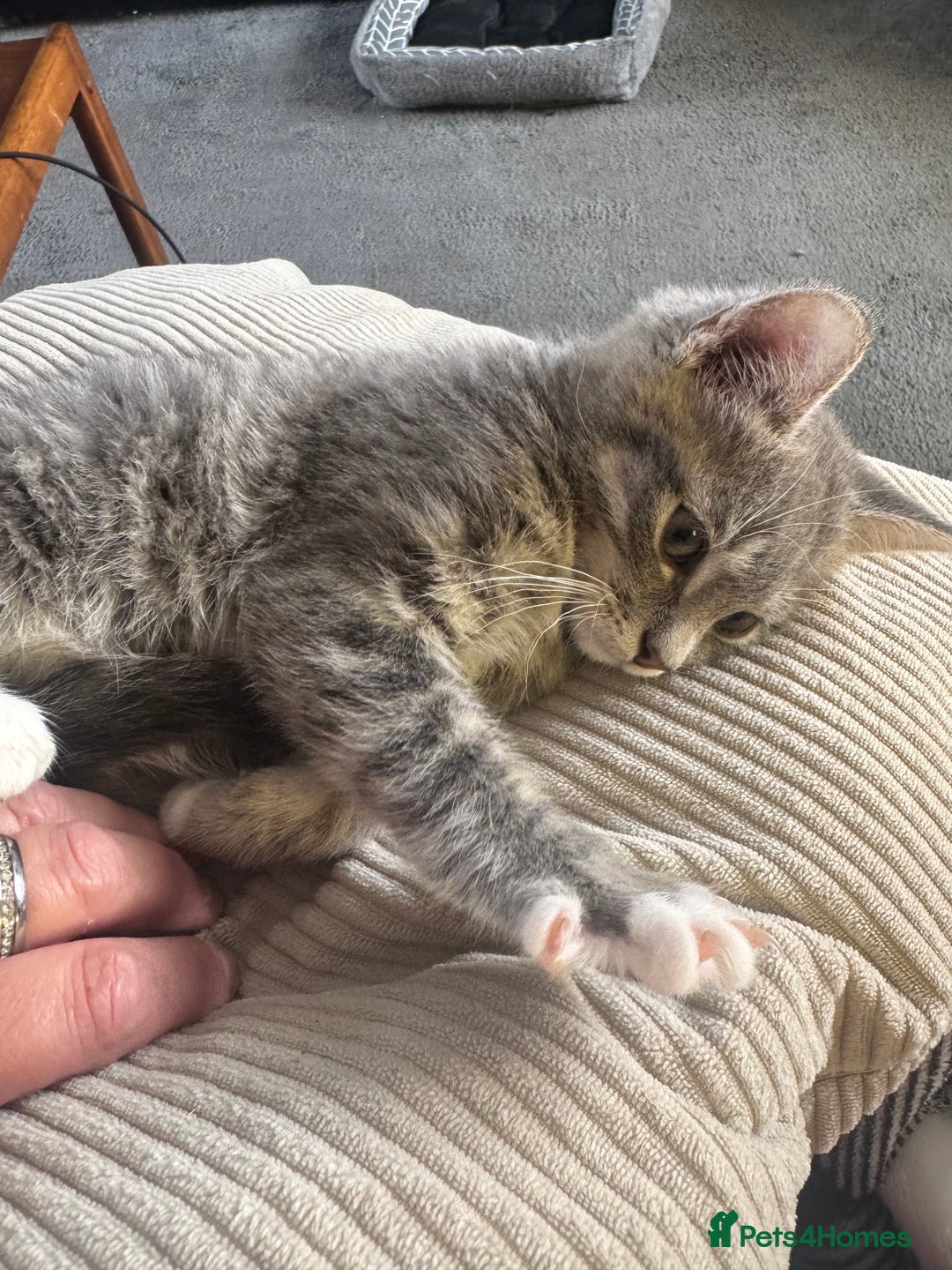 Mixed Breed cats for sale: 1 male grey and twin black girls  - Image 2