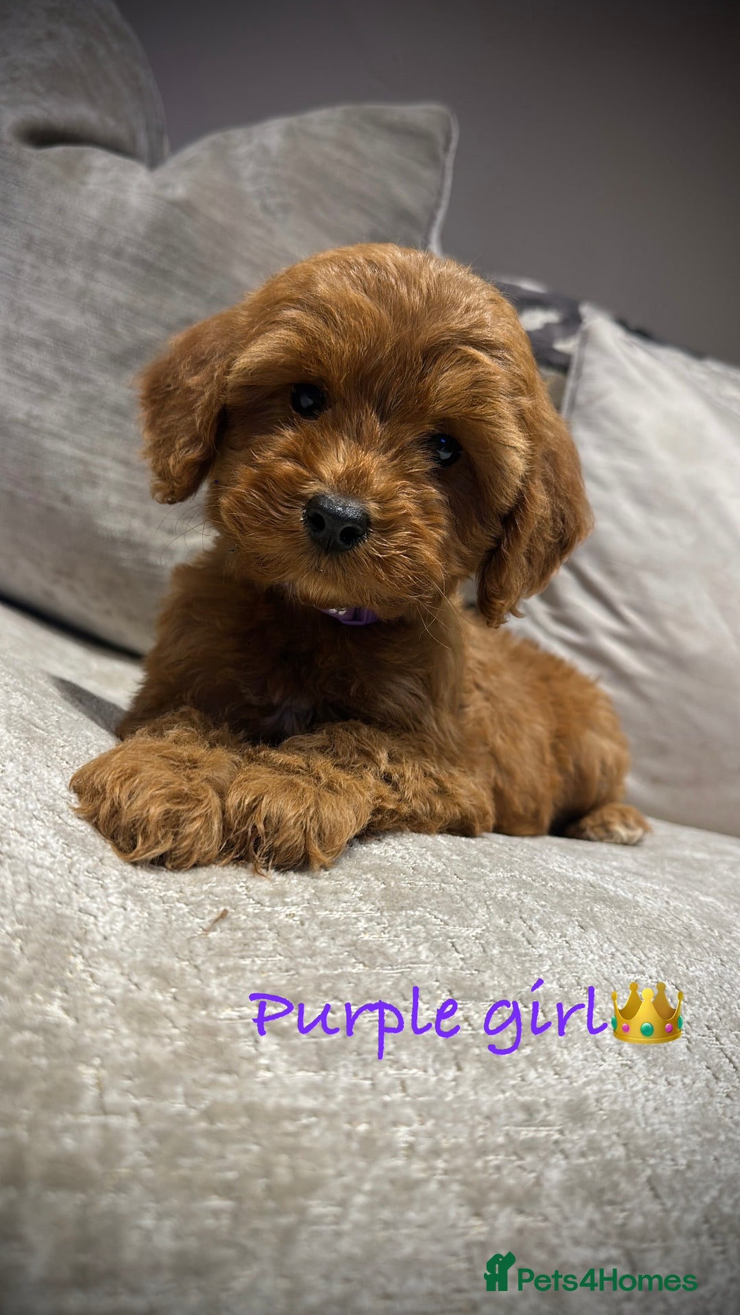Cockapoo dogs for sale: 🐾Adorable toy cockapoos ready now 🐾 - Advert 15