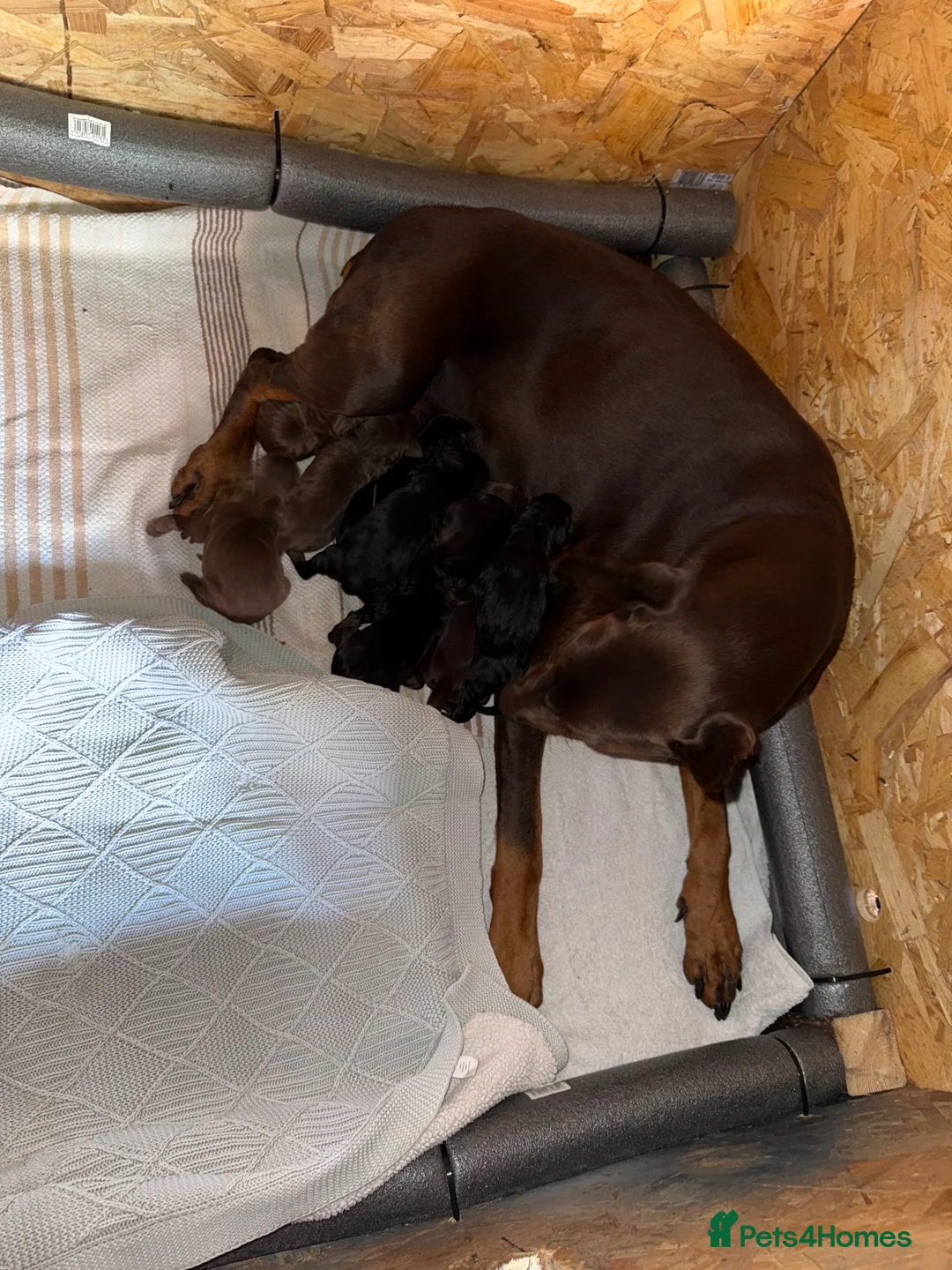 Dobermann dogs for sale: Quality Doberman Pups–Raised in a Busy Family Home - Advert 9