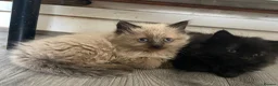 British Shorthair cats for sale: Ashy brown Ragdoll kittens - Advert 4