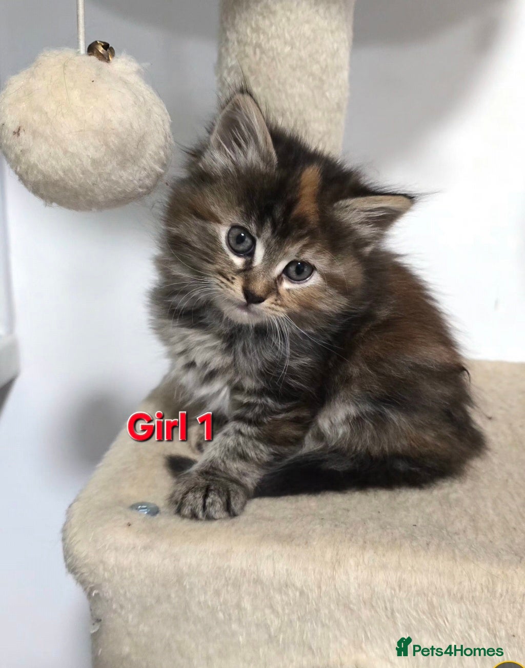 Mixed Breed cats Fluffy kittens - Advert 2