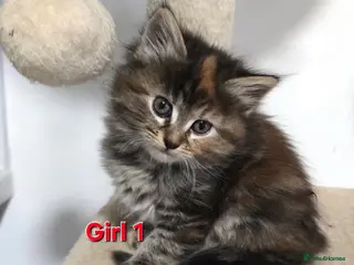 Mixed Breed cats Fluffy kittens - Advert 15