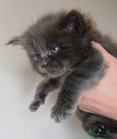 Maine Coon cats Beautiful Russian Bloodline Maine coon males - Advert 3